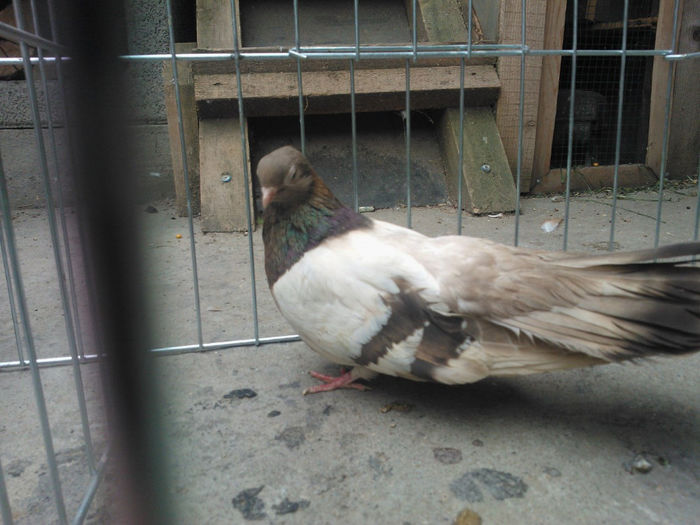 WP_003679 - bragagii