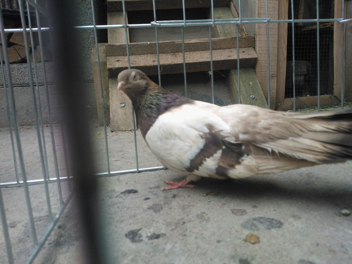 WP_003680 - bragagii