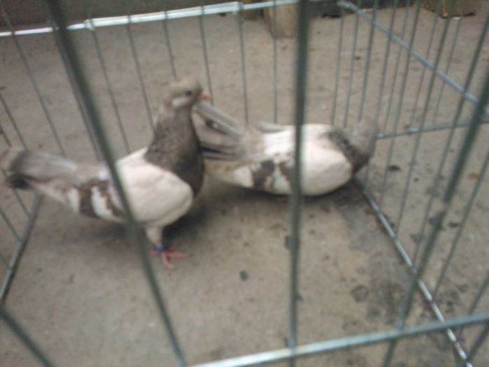 WP_003686 - bragagii