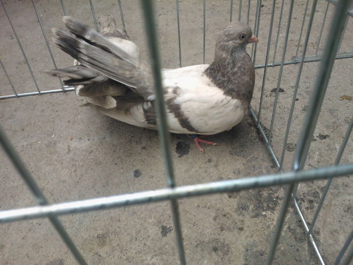 WP_003687 - bragagii