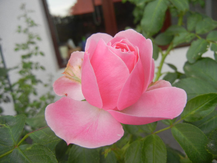 Rose Louise Odier (2013, July 26)