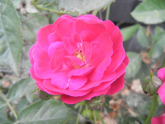 Rose Leipzig (2013, July 26) - Rose Leipzig