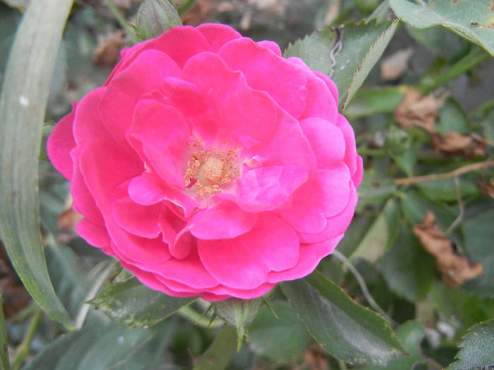 Rose Leipzig (2013, July 26)