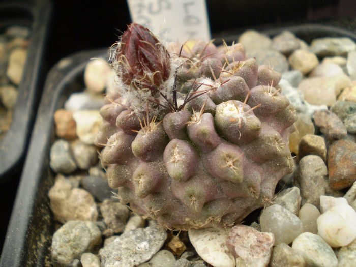 NEOCHILENIA MITIS V GLAVRESCENS