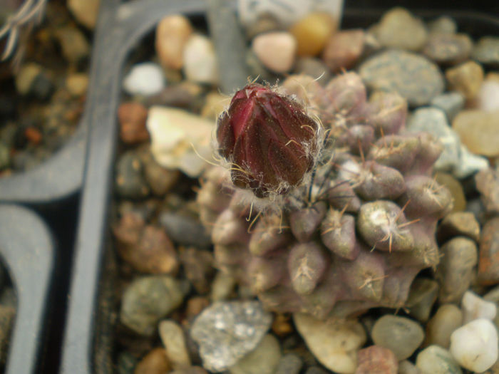 NEOCHILENIA MITIS V GLAVRESCENS - Alte specii 2013