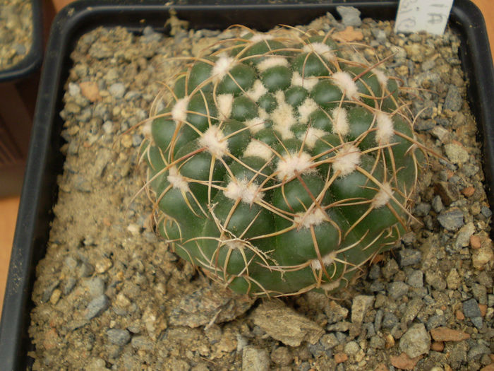 PARODIA GRASSIGIBBA