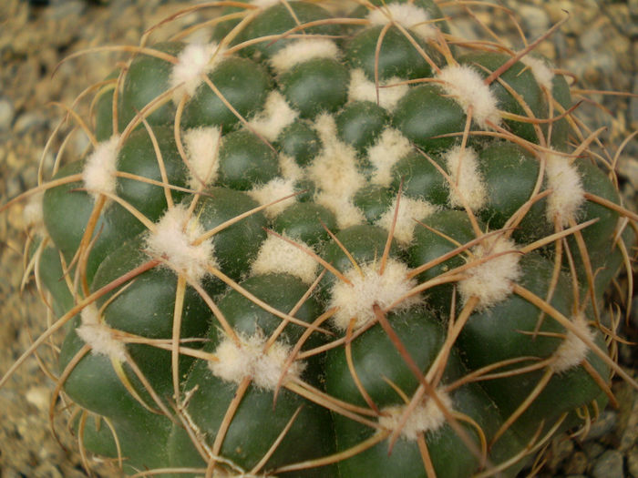 PARODIA GRASSIGIBBA