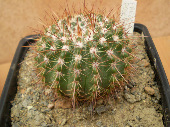 PARODIA ROSEOLUTEA