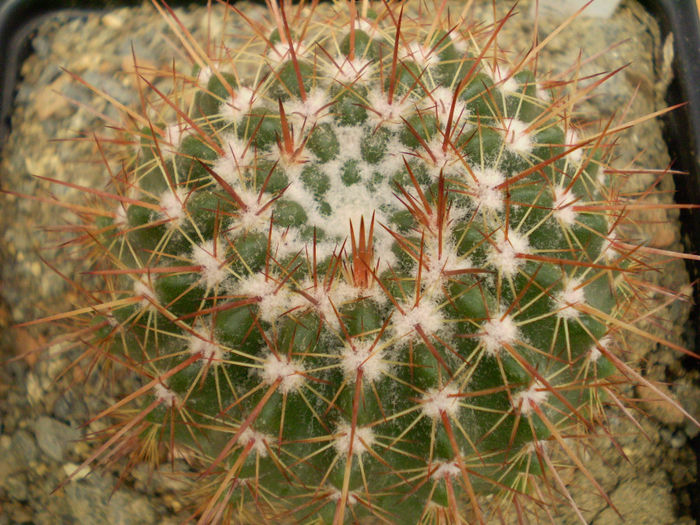 PARODIA ROSEOLUTEA