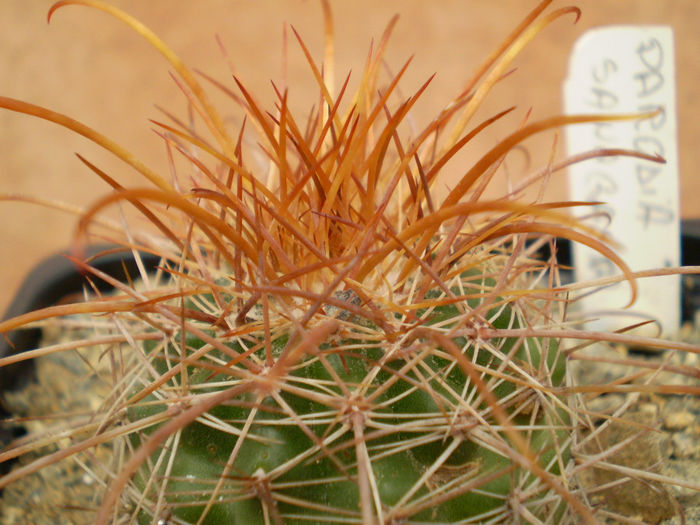 PARODIA SANAGASTA