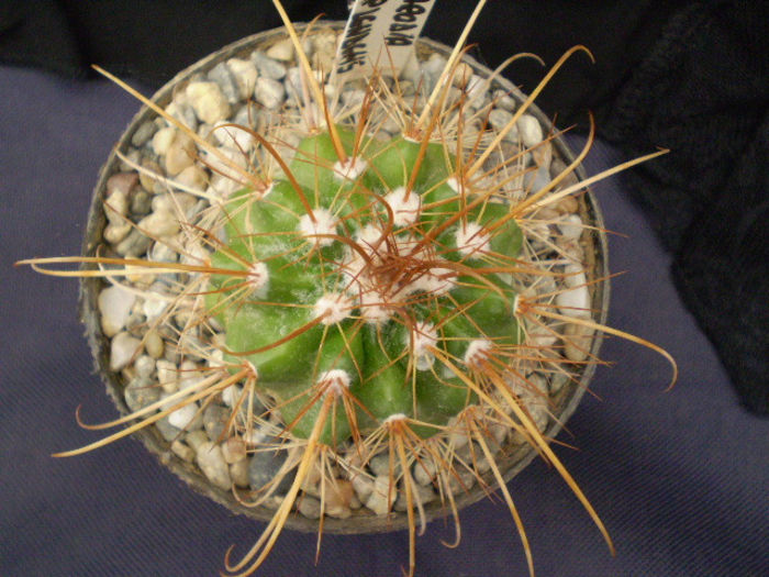 PARODIA SPLENDENS - Parodia 2013