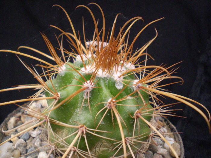 PARODIA SPLENDENS