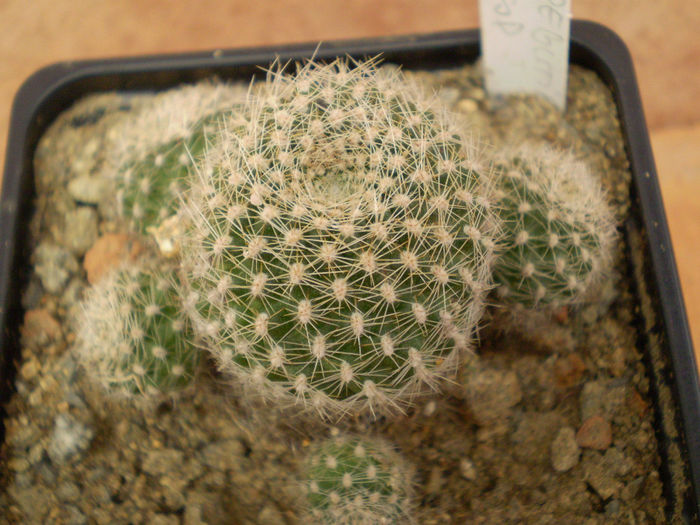 NEC 430 - Rebutia 2013