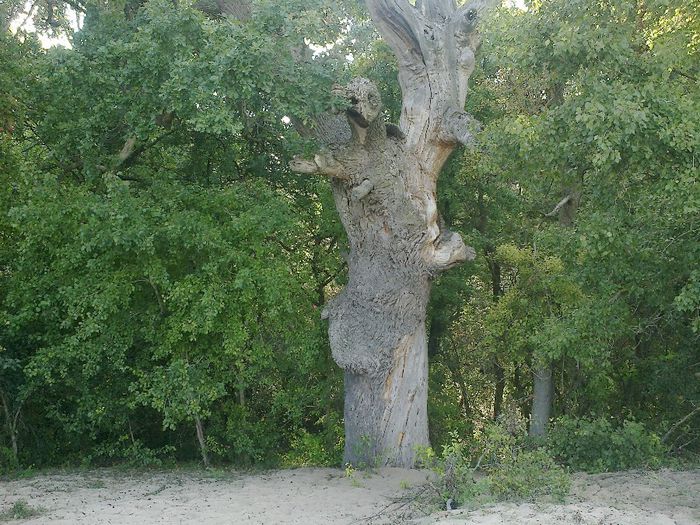 stejarul; atestat...de  600 ani!
