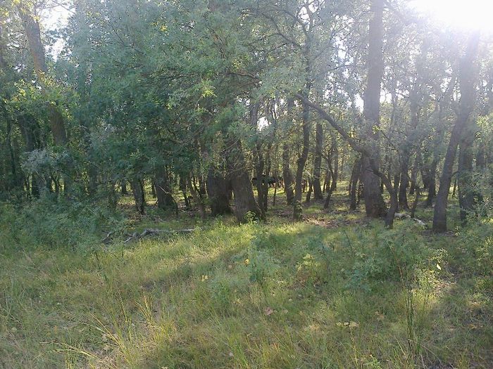 caii; salbatici!din padurea Letea...
