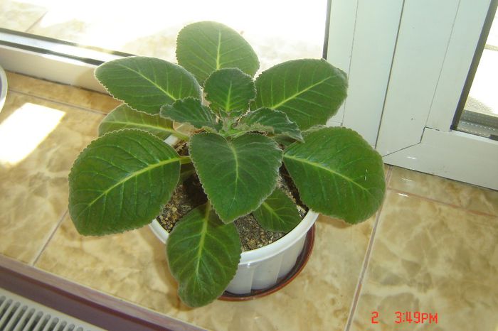 15 - gloxinii