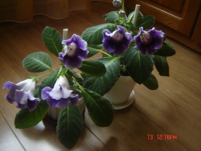 26 - gloxinii