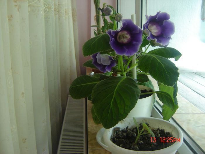 32 - gloxinii