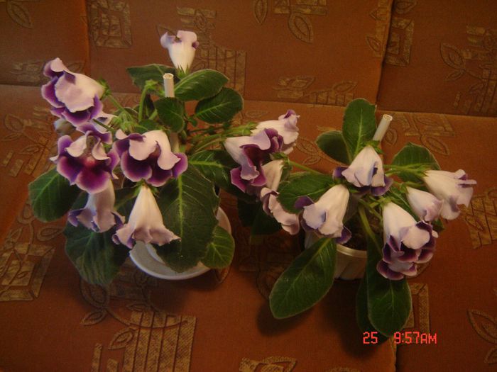40 - gloxinii