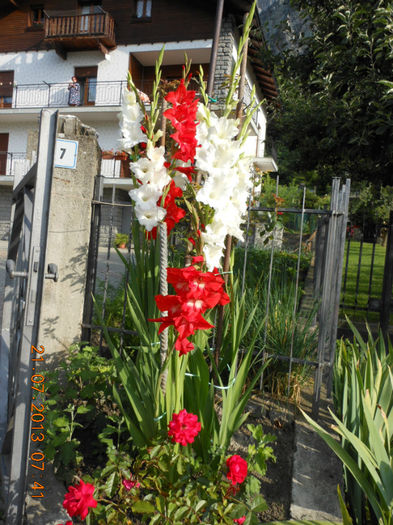 DSCN2882 - Gladiole 2013