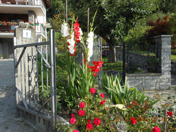 DSCN2880 - Gladiole 2013