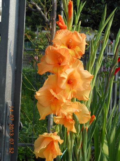 DSCN2802 - Gladiole 2013