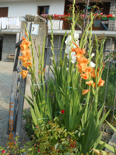 DSCN2800 - Gladiole 2013