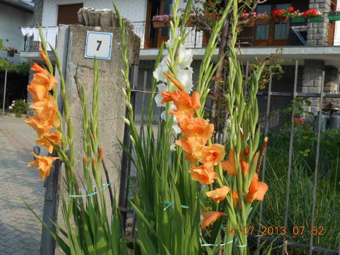 DSCN2799 - Gladiole 2013