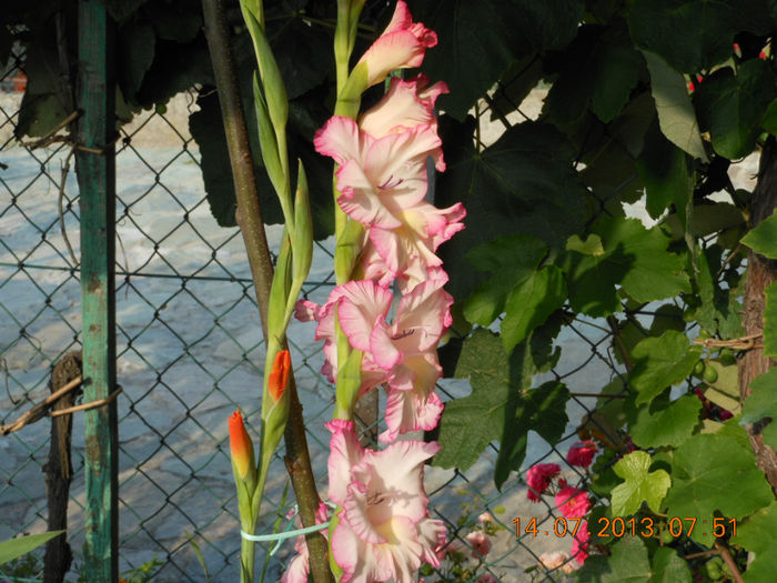 DSCN2798 - Gladiole 2013