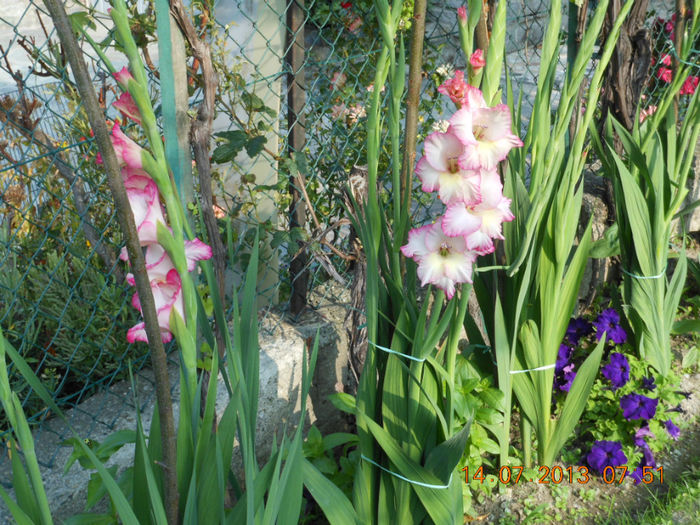 DSCN2796 - Gladiole 2013