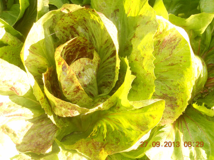 cicoria "variegata di chioggia" - Salata mea