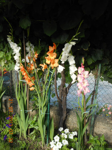 DSCN2875 - Gladiole 2013