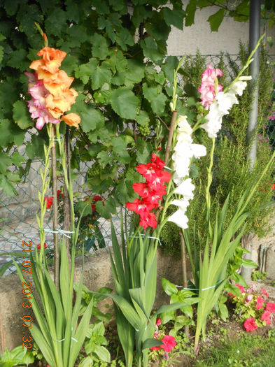 DSCN2876 - Gladiole 2013