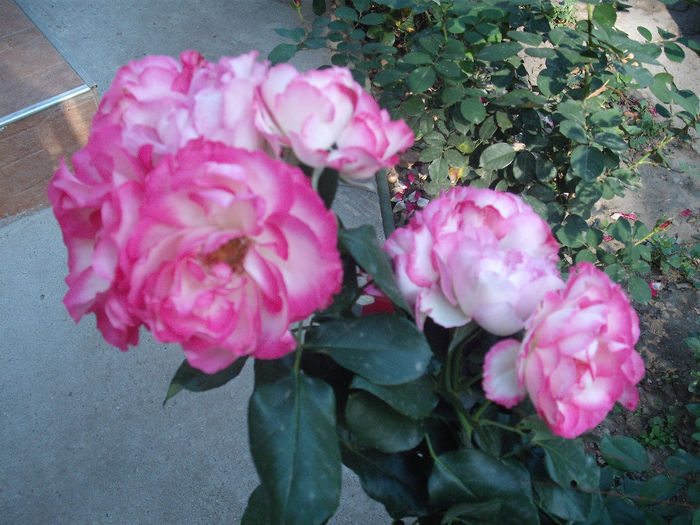 DSCF0040 - Bordure Rose