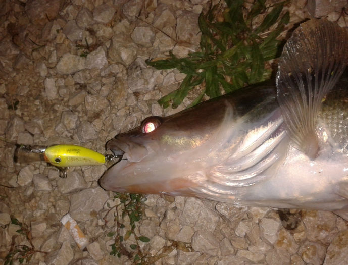 2013-09-27 21.32.21 - Capturi voblere Artistul Pescar