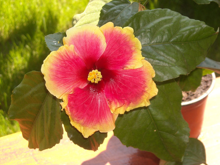 Hibiscus Oberon