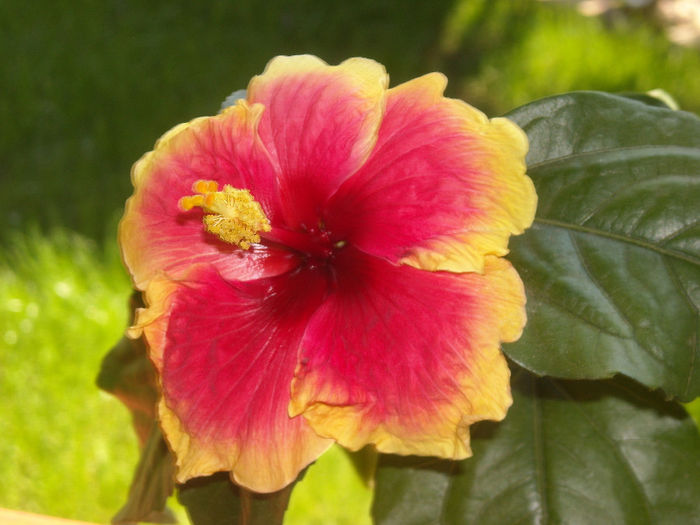 Hibiscus Oberon - 1-Hibiscusi