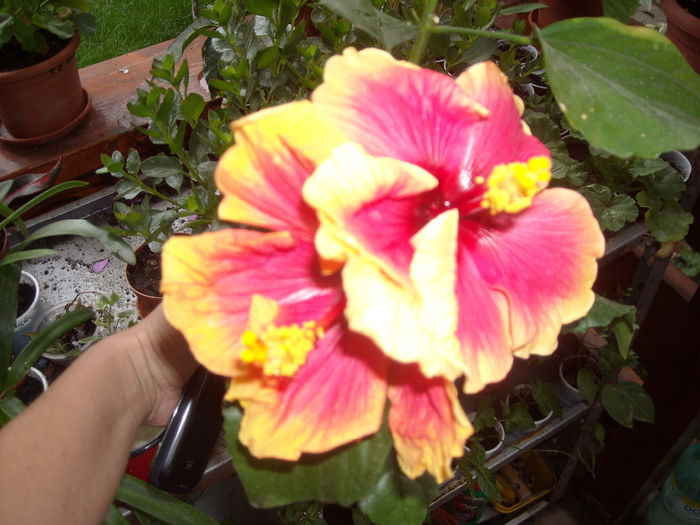 Hibiscus Oberon