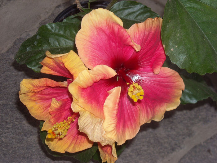 Hibiscus Oberon - 1-Hibiscusi