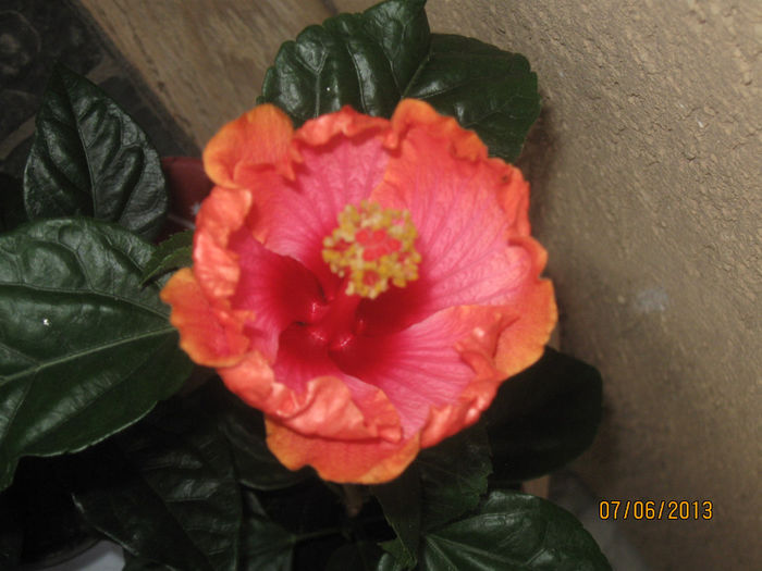 Hibiscus Passion - 1-Hibiscusi