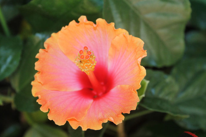 Hibiscus Passion - 1-Hibiscusi