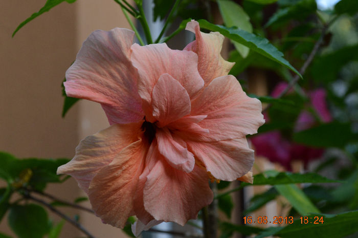 Hibiscus apricot involt - 1-Hibiscusi