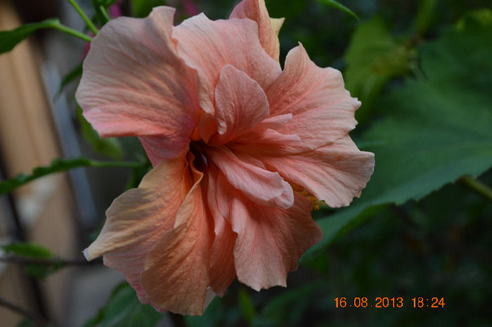 Hibiscus apricot involt - 1-Hibiscusi