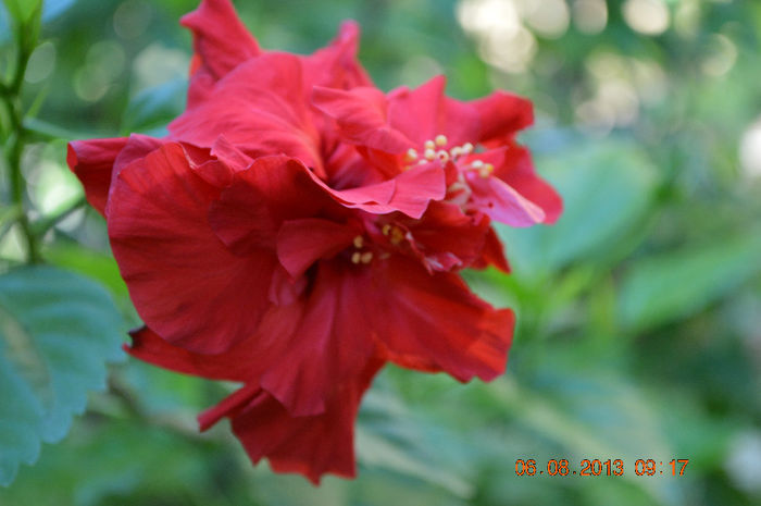 Hibiscus red involt