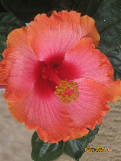 Hibiscus Passion - 1-Hibiscusi