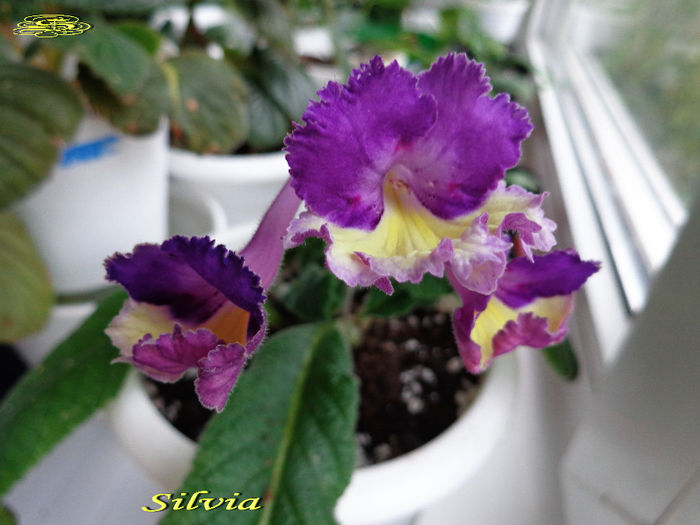 Silvia (30-09-2013) - Streptocarpusi 2013