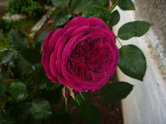 Falstaff - Trandafiri 2013 - II