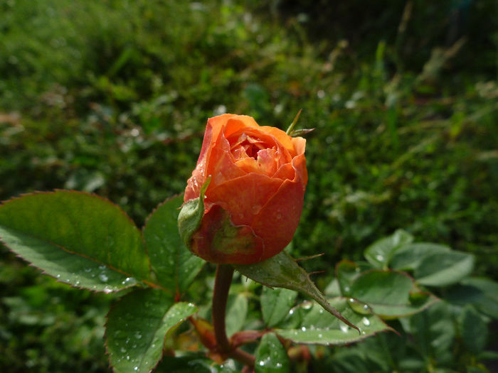 Charles Austin - Trandafiri 2013 - II