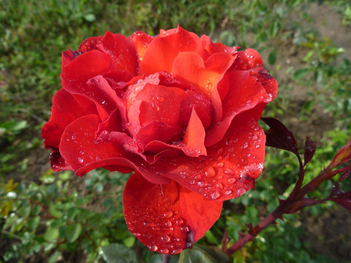 Foc de tabara? - Trandafiri 2013 - II