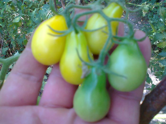 YELLOW PEARSHAPED 1501; YELLOW PEARSHAPED
